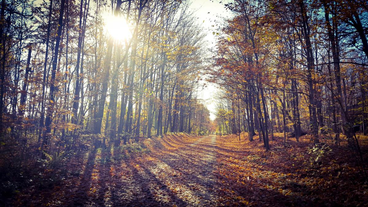 Leelanau Trail