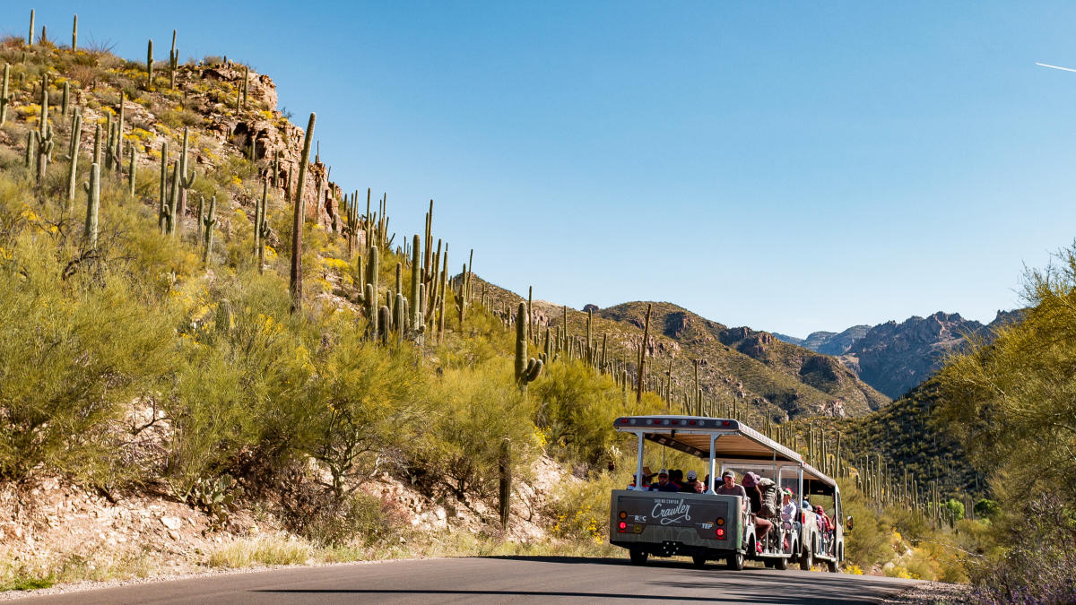 The Sabino Canyon Crawler, an electric shuttle, driving with passengers in a lush desert canyon