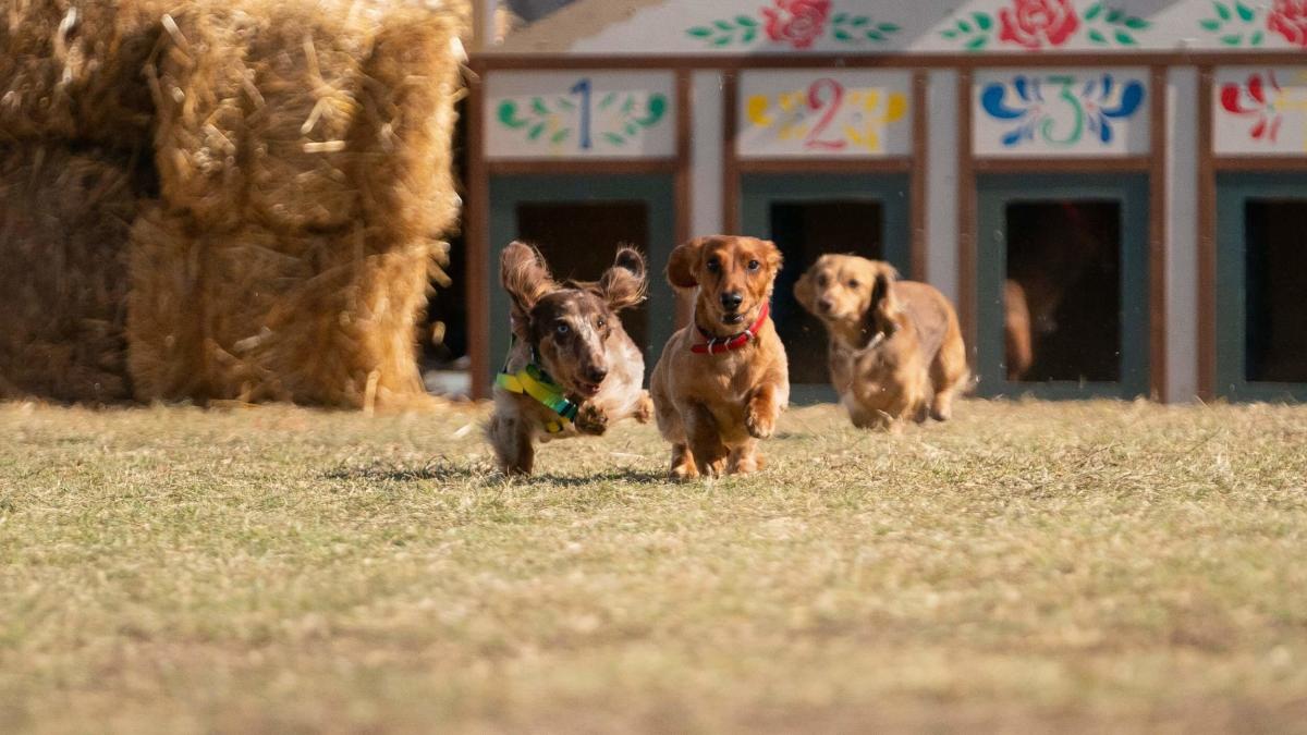 Tulsa Oktoberfest / Dachsund Dash