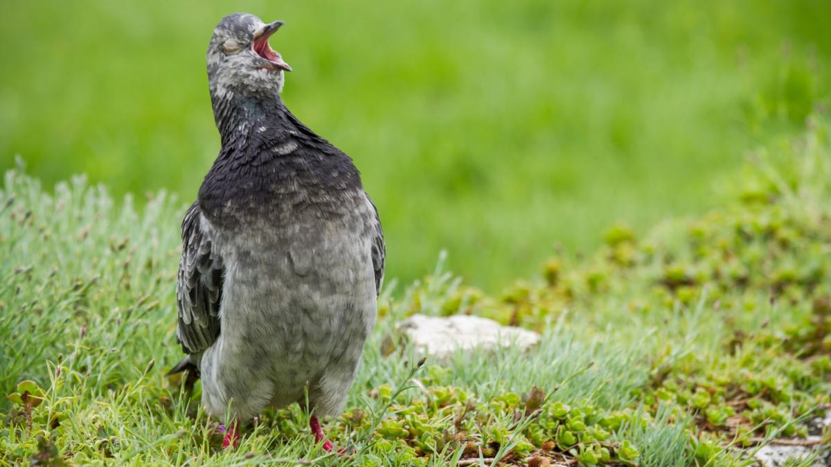 DOVES & PIGEONS