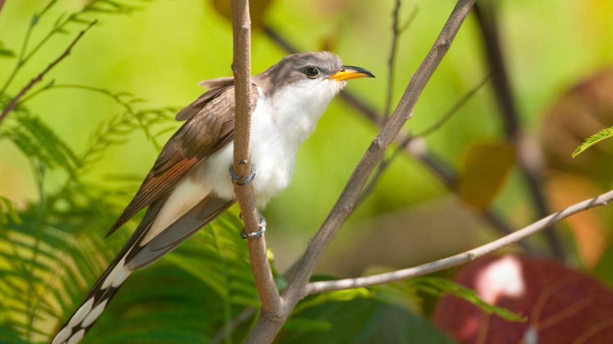 CUCKOO, ROADRUNNER
