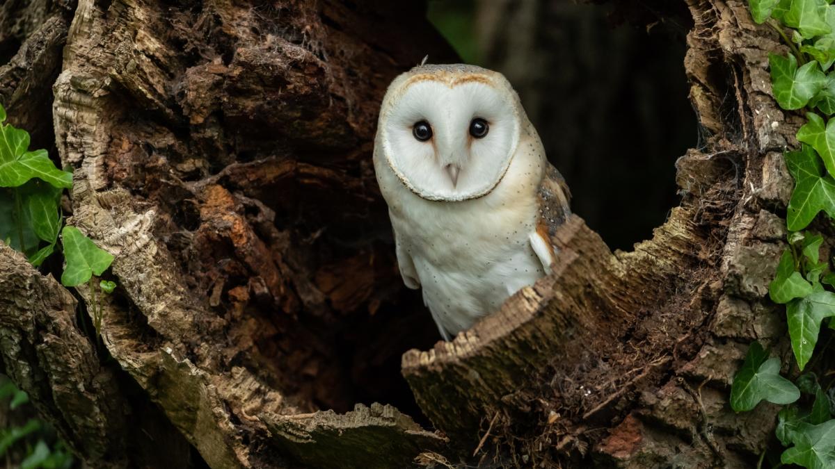 OWLS