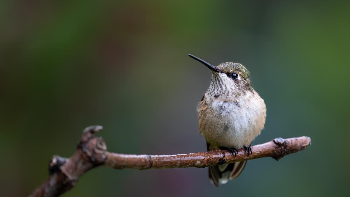 SWIFTS & HUMMINGBIRDS