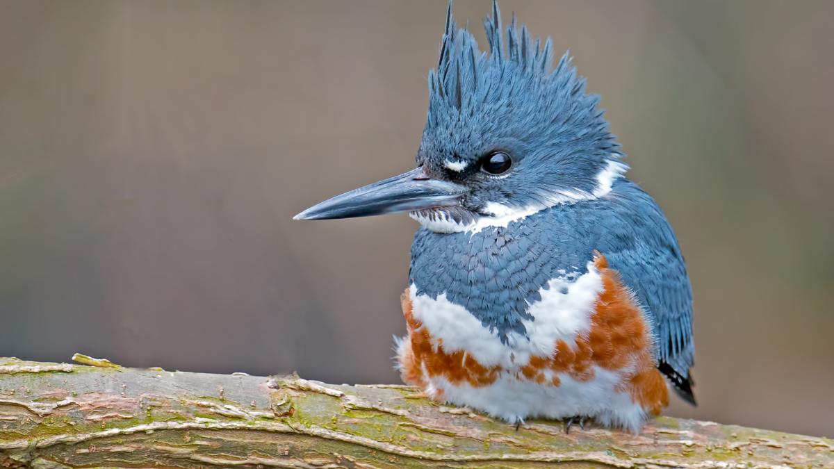 KINGFISHERS