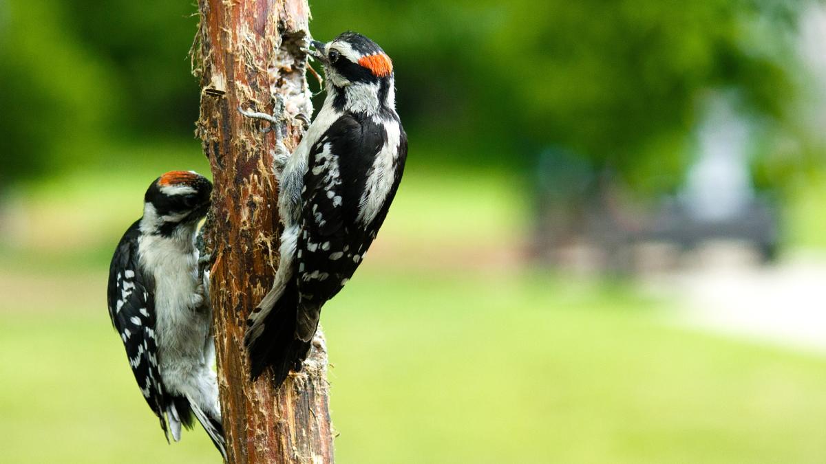 WOODPECKERS