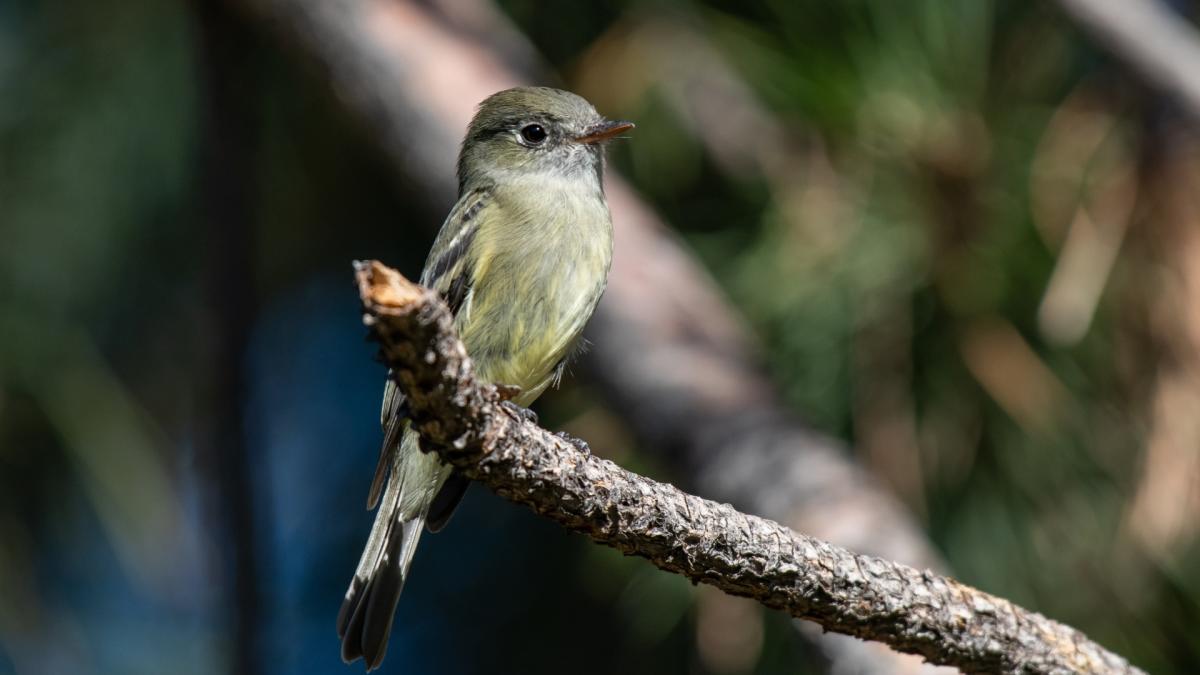 FLYCATCHERS