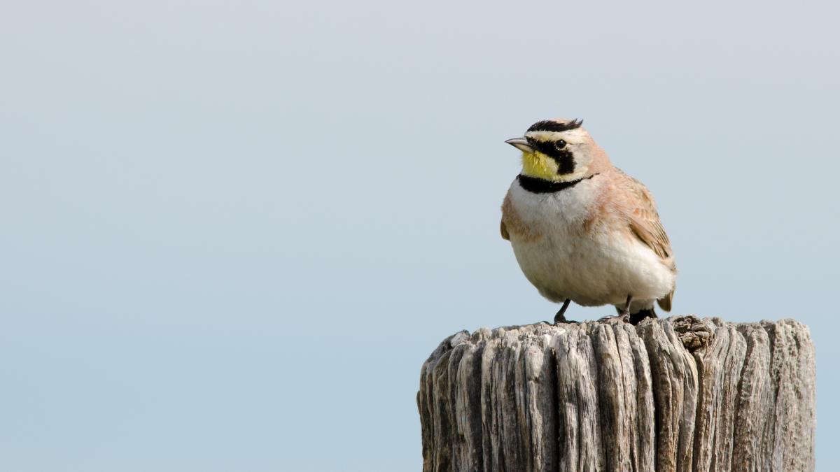 Larks