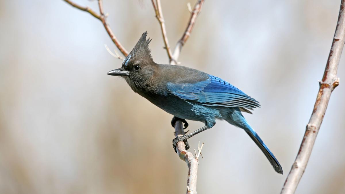 Jays and Crows