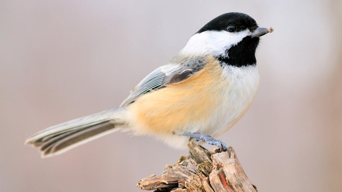 Chickadees