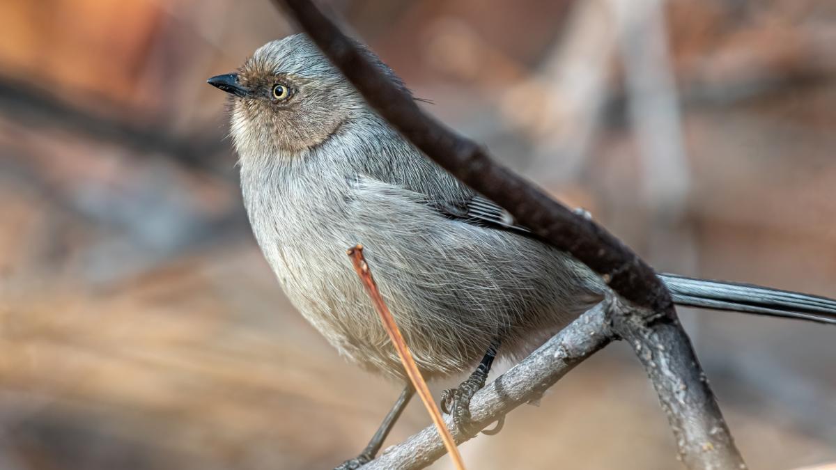 Bushtit