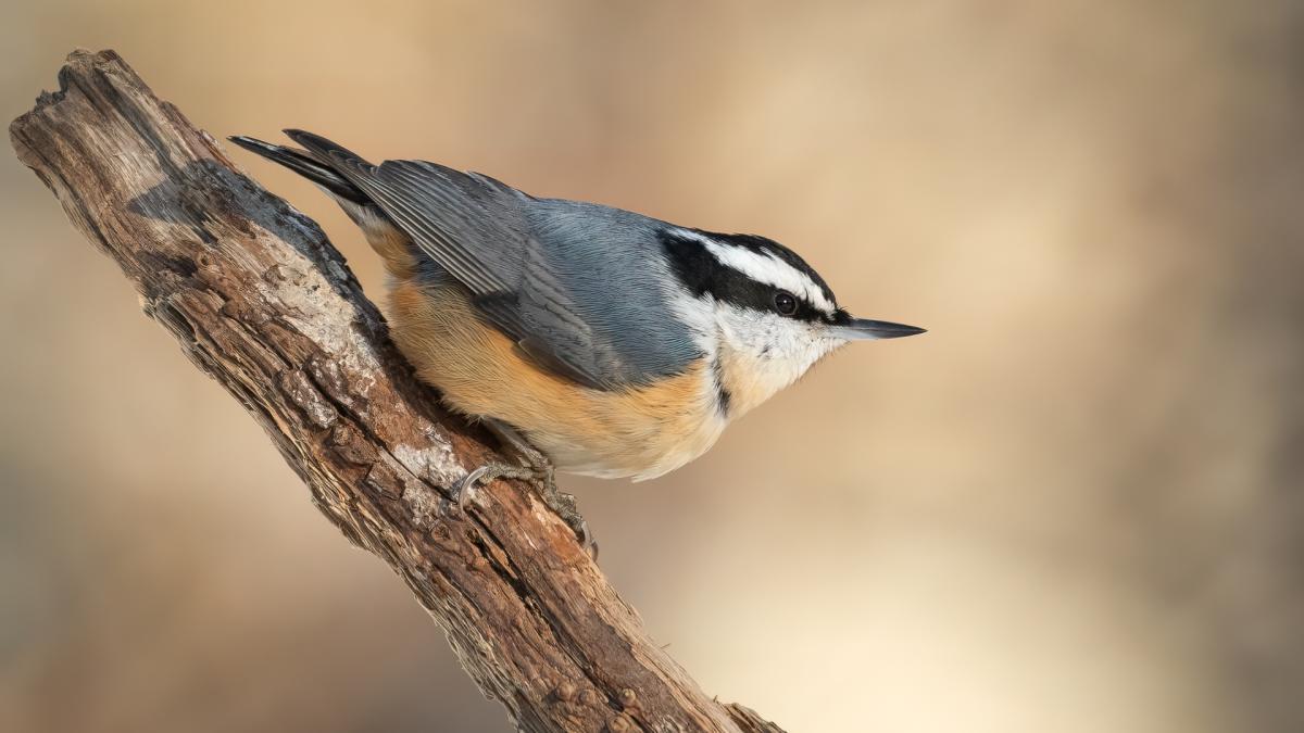 Nuthatches