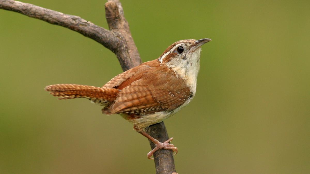 Wrens