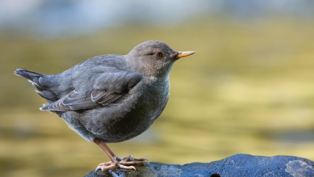 Dipper