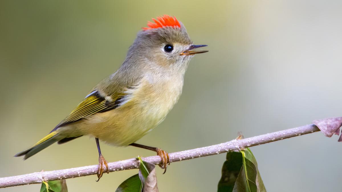 Kinglets and Thrushes