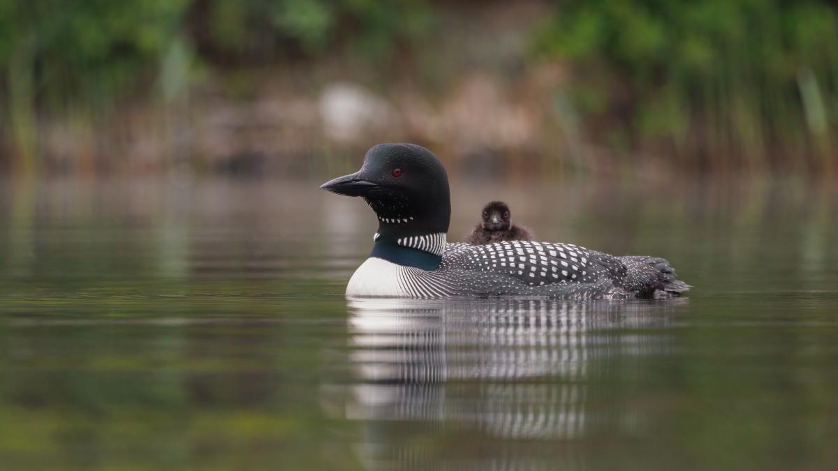 LOONS
