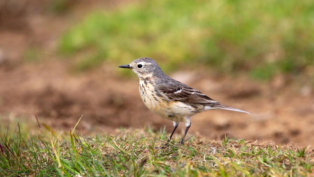 Pipit