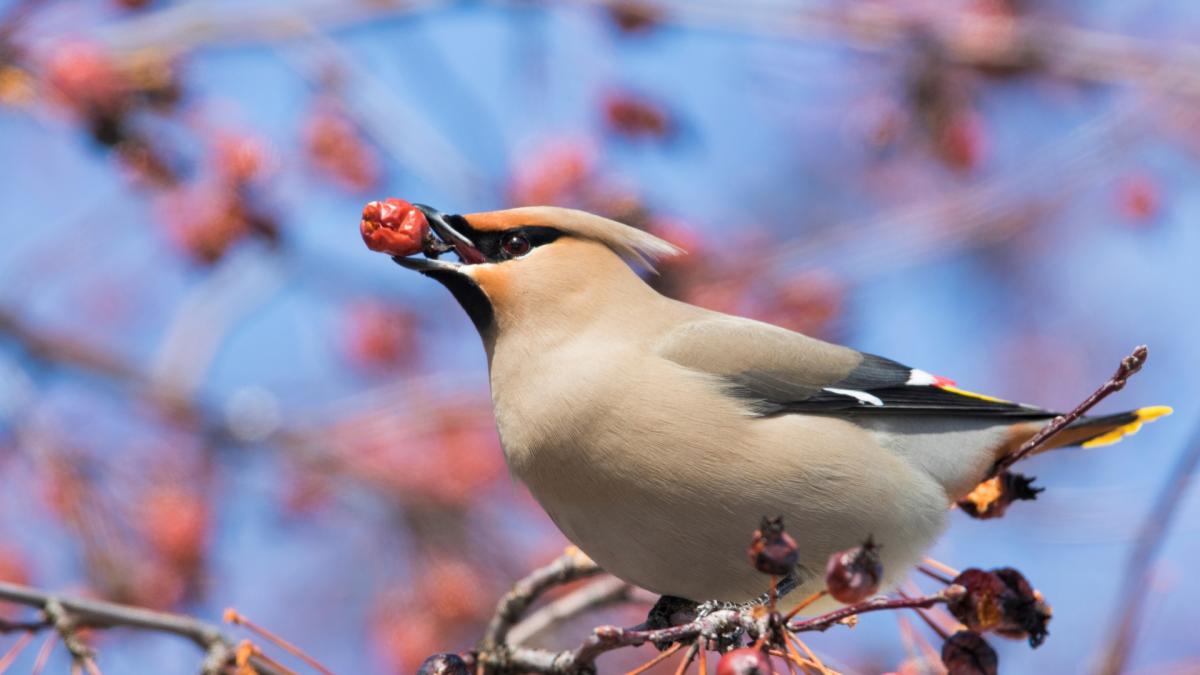 Waxwings