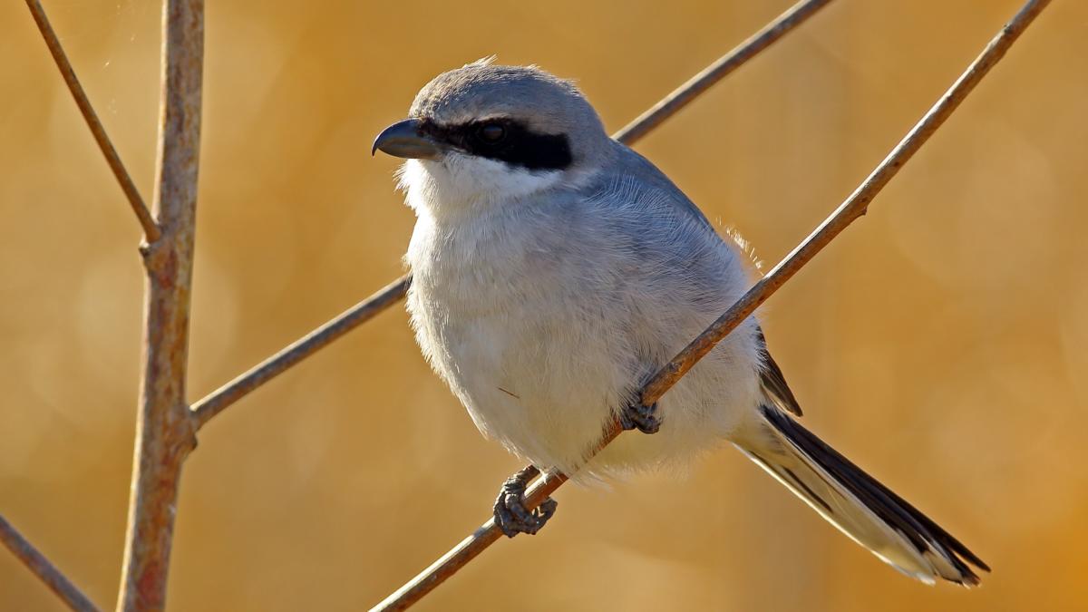 Shrikes