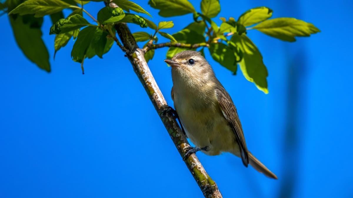 Vireos