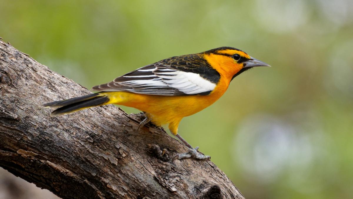 Warblers