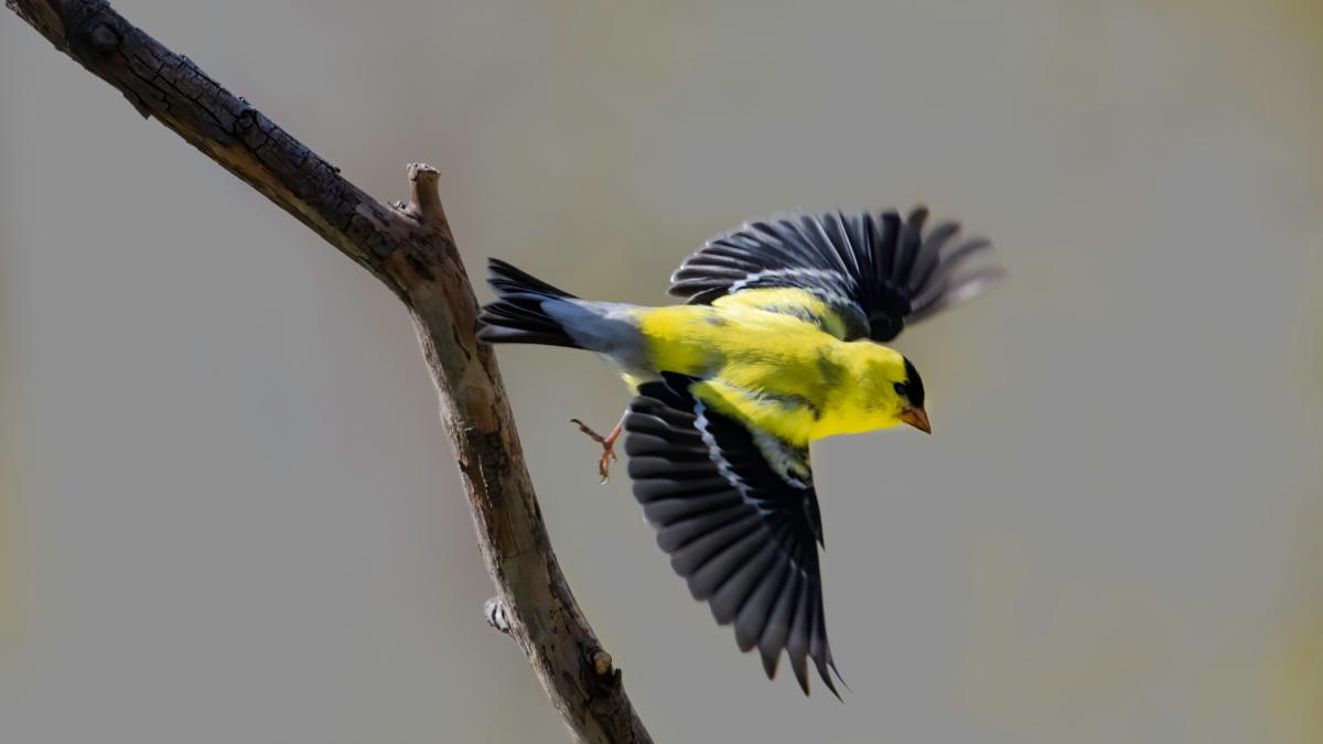 FINCHES