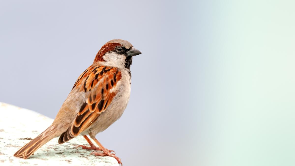 WEAVER FINCHES