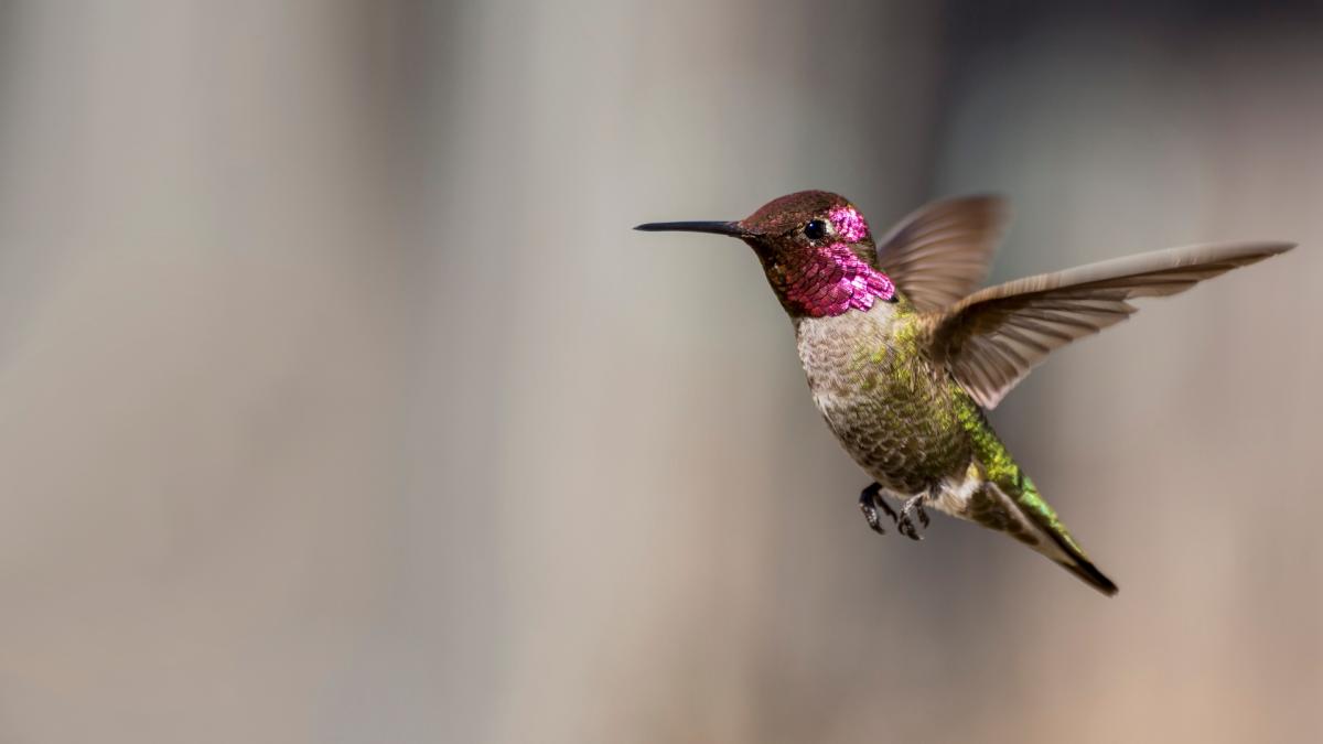 Anna’s Hummingbird