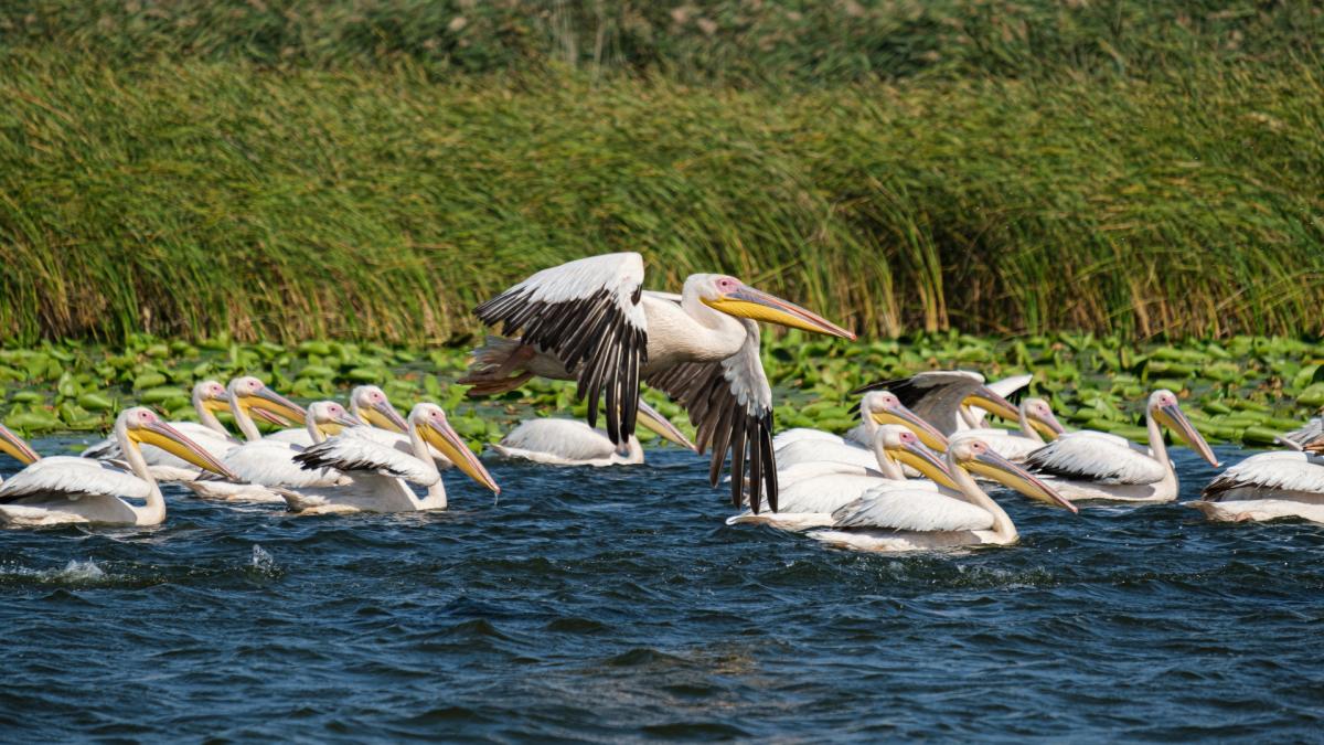 PELICANS