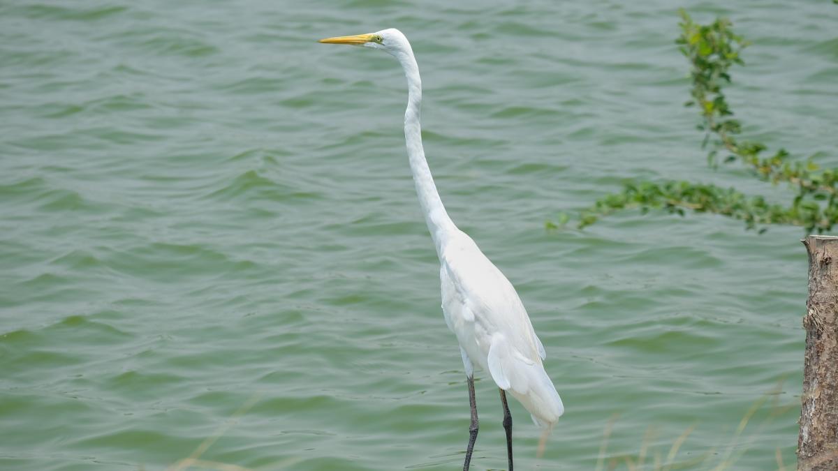 HERONS
