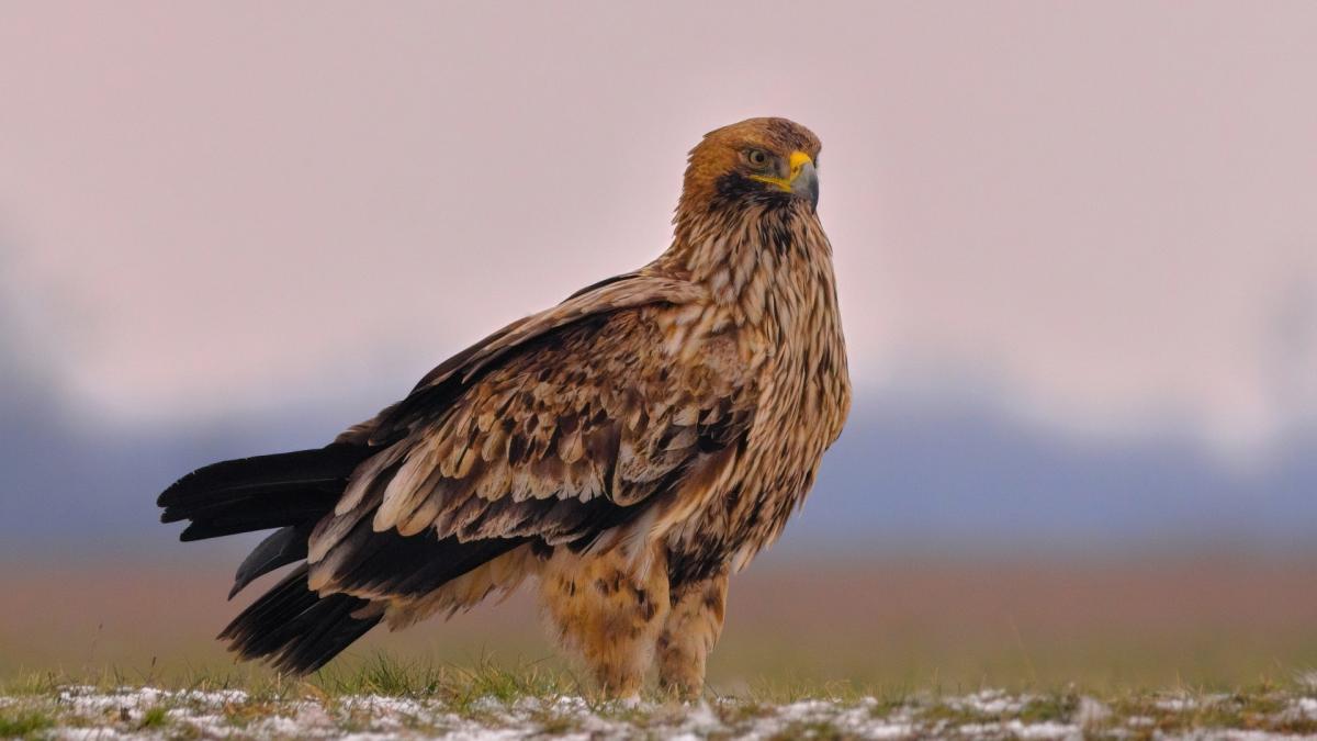 HAWKS