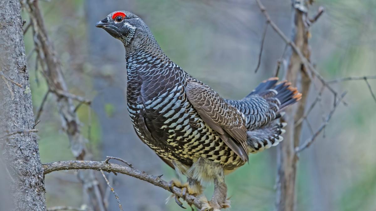 GROUSE