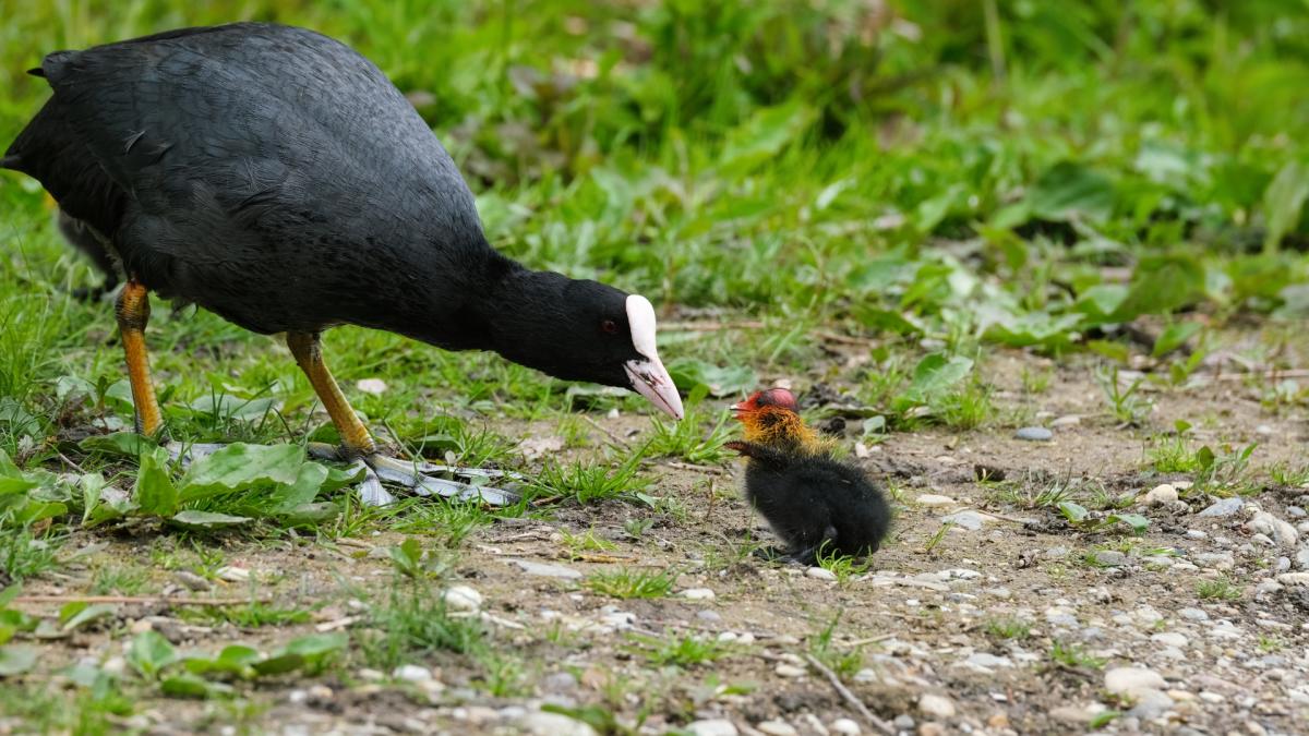 CRANES, RAILS & COOTS