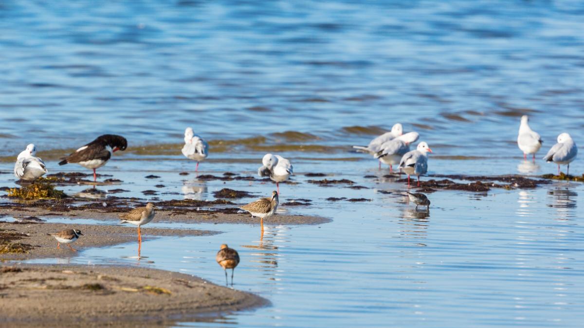 SHOREBIRDS & GULLS