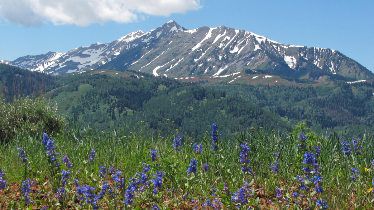 Timp Wildflowers