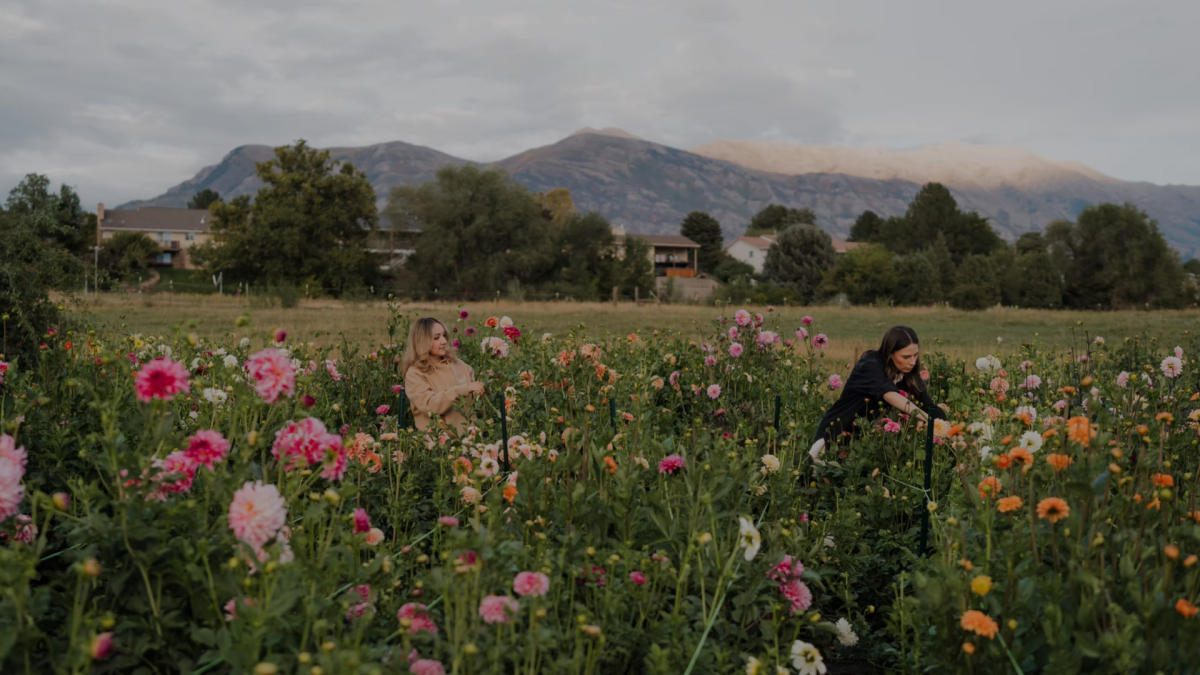 Beck Farm Flower Fields