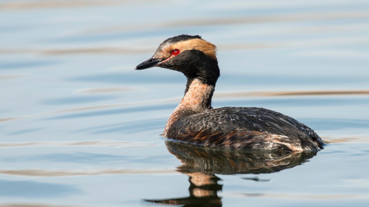 GREBES