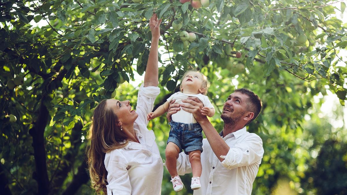 Apple Picking rowleys