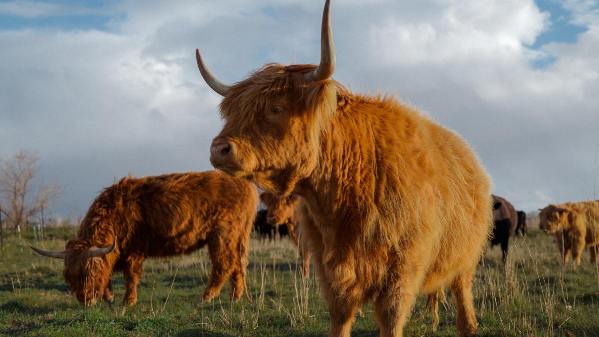 Cow Cuddle
