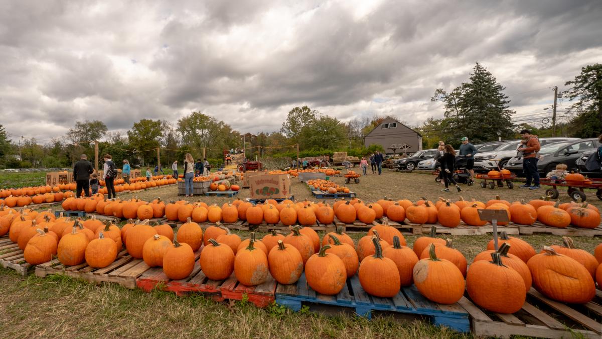 Maple Acres Farm