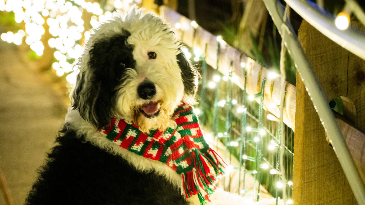 Dog at Elmwood Park Zoo