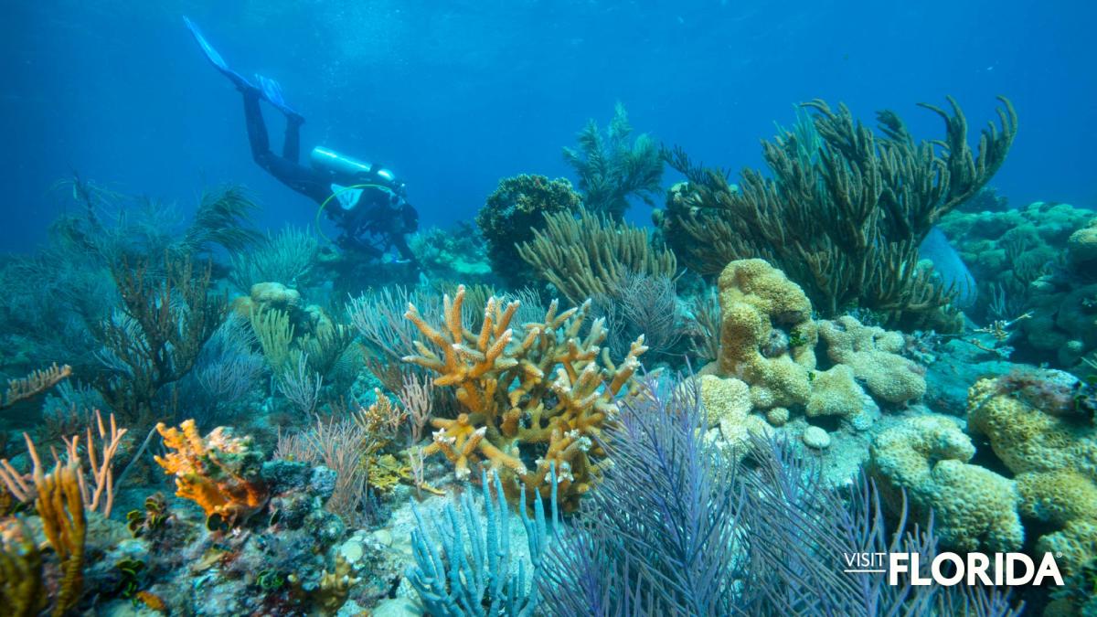 Zoom Background - Dry Tortugas National Park