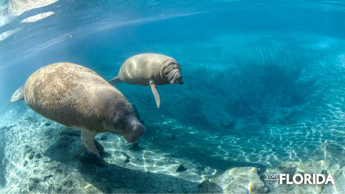Zoom Background - Manatees (Crystal River)
