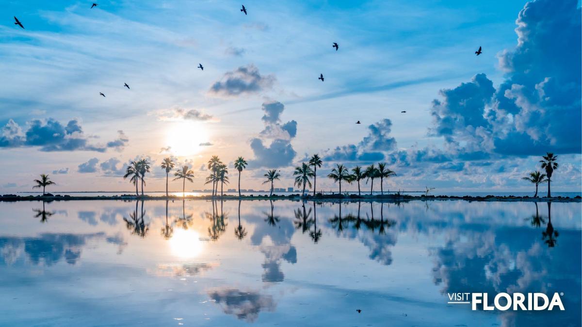 Zoom Background - Matheson Hammock State Park (Miami)
