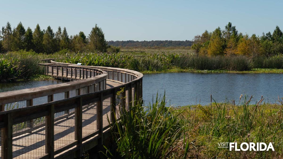 Zoom Background - Sweetwater Wetlands Park (Gainesville)