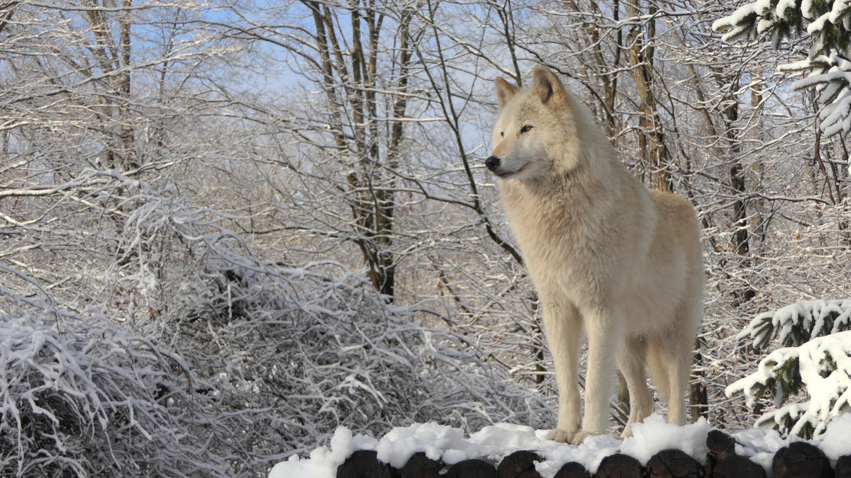 winter snow wolf