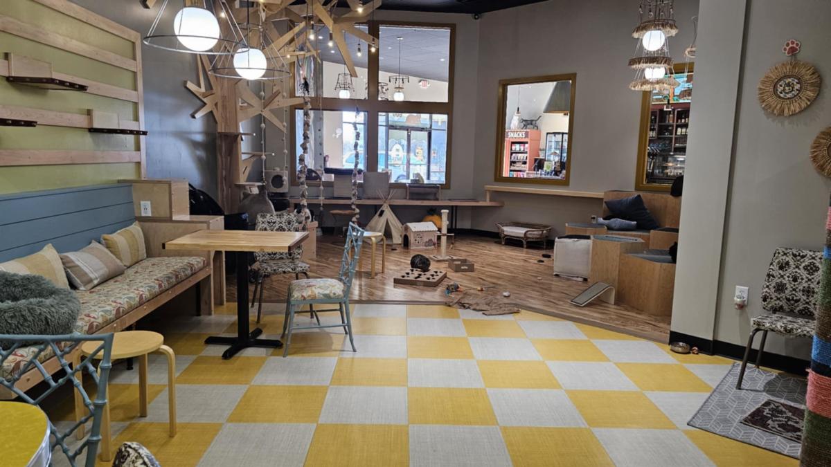 the inside of snick's cat cafe shows cats in their playroom