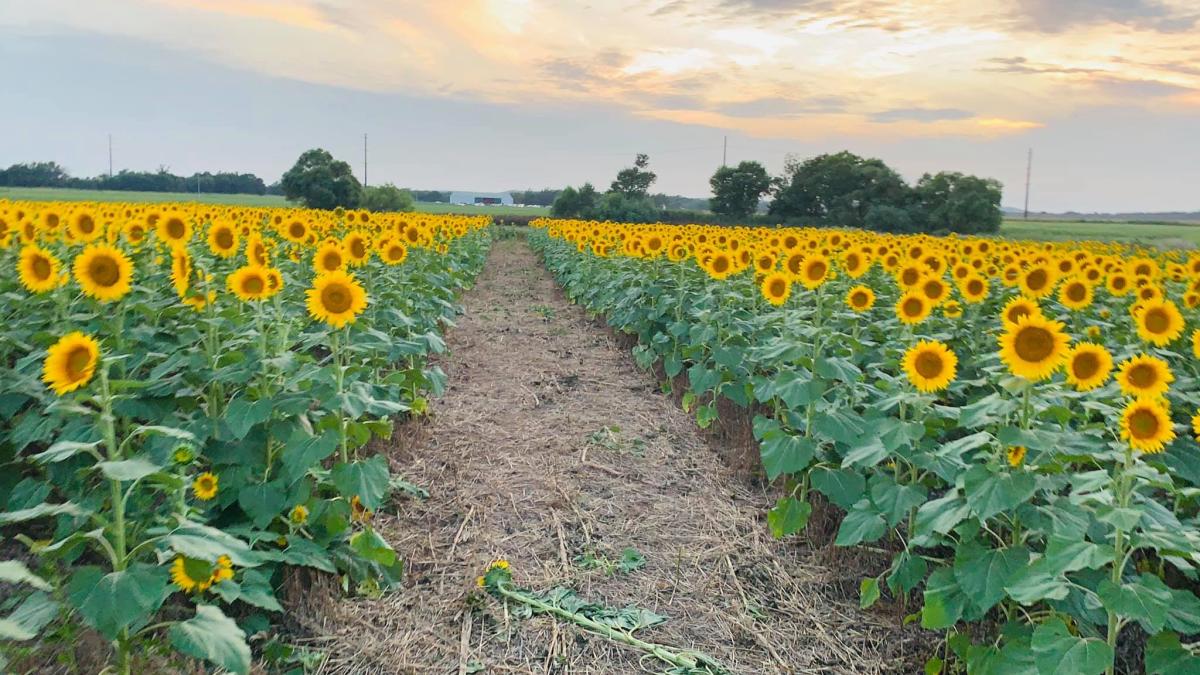 Peterson Farms sunflower field