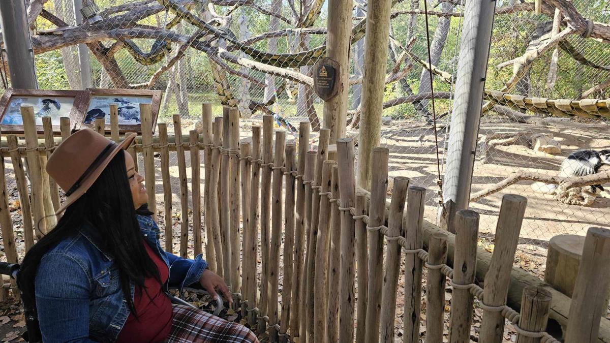 Mr. Wheelchair America admires colobus monkeys at the Sedgwick County Zoo