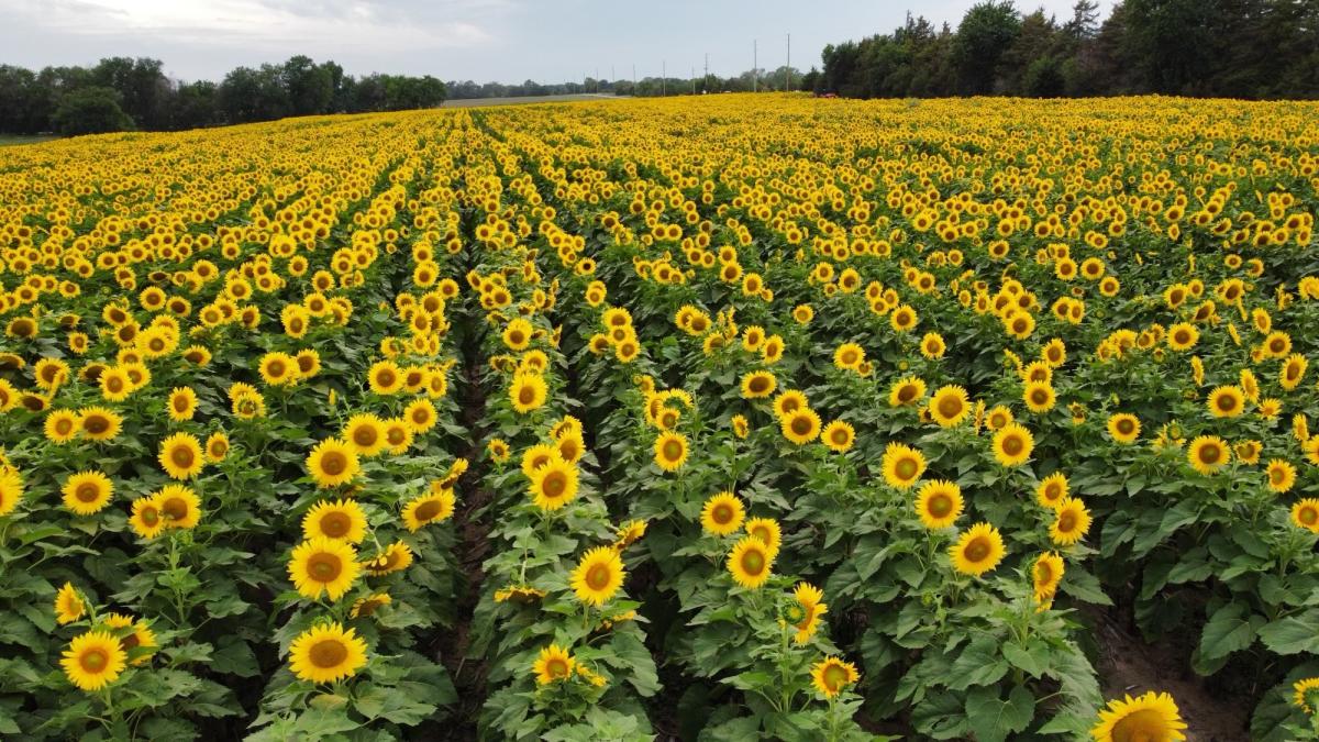 Rows of sunflowers have bloomed at the LBR Family Farms