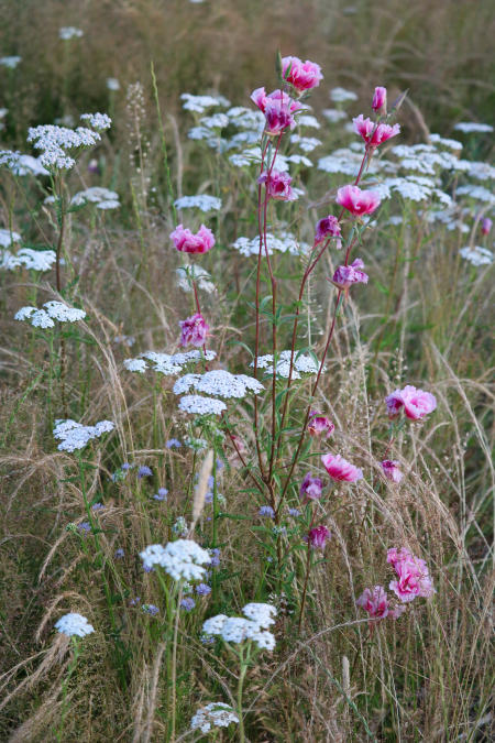 Flowers at Juanita Bay